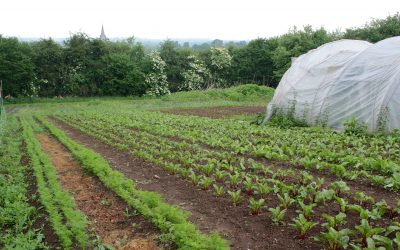Repas thématique autour des herbes du jardin